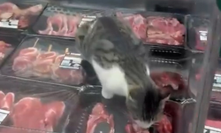 Bursa’da kasap reyonuna kedi girdi! Yaptığı görenleri şaşırttı
