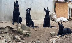 Bursa’da köpek çiftliği isyanı! Vatandaşlar ayaklandı