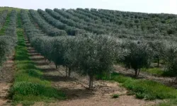 Bursa'da zeytin sineğiyle mücadele başladı! Üreticiler ne yapmalı?