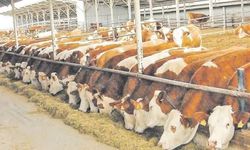 Bursa’dan ithal ete yerli çözüm! Boz ırk sığırlar devrede