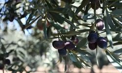 Bursa Gemlik'te zeytin sezonu öncesi dikkat çeken ihale duyurusu