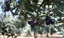 Bursa'da zeytin alımı öncesi ihale yapılacak! İşte tarihi ve şartları