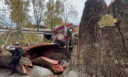 Bursa'da 250 yıllık çınar fırtınaya dayanamadı