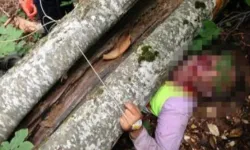 Bursa'da Orman İşçisi Ağaç Kesimi Sırasında Hayatını Kaybetti