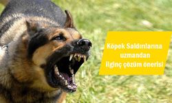 Başıboş köpek saldırılarına yine aynı çözüm önerildi