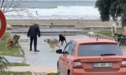 Samsun'da sokak köpekleri sahili mesken tuttular