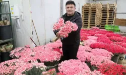 Avrupa'ya 7 milyon dolarlık Sevgililer Günü çiçek ihracatı