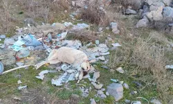 Sokak köpeği plastik kelepçeyle bağlı olarak ölü bulundu