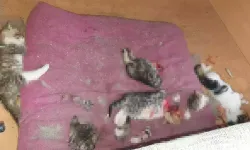 Başları ve patileri kesilerek öldürülmüş 6 yavru kedi bulundu