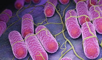 Öldüren Kumpirden Sonra Bir Gıdada Daha Alarm! İçinden Salmonella Çıktı
