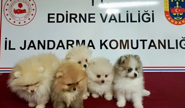 Edirne'de hayvan kaçakçılığı operasyonu... 5 köpek kurtarıldı!