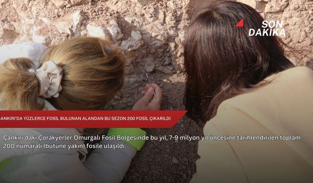 Çankırı'da yüzlerce fosil bulunan alandan bu sezon 200 fosil çıkarıldı