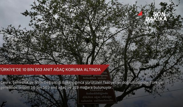 Türkiye'de 10 bin 503 anıt ağaç koruma altında