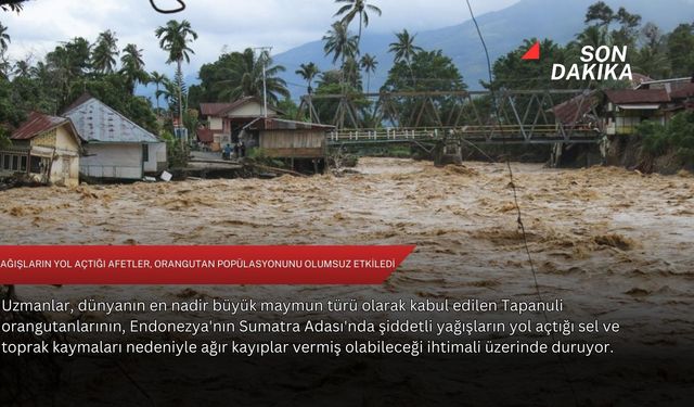 Yağışların yol açtığı afetler, orangutan popülasyonunu olumsuz etkiledi