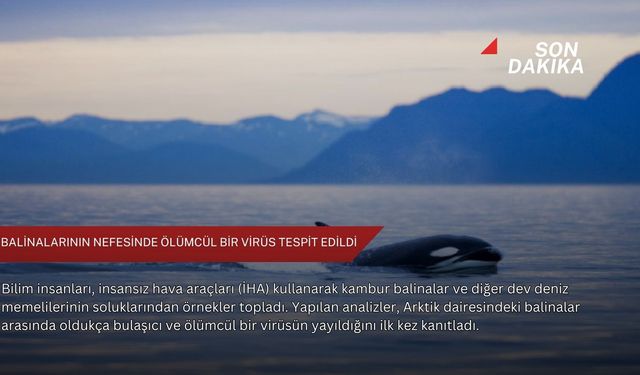 Balinalarının nefesinde ölümcül bir virüs tespit edildi