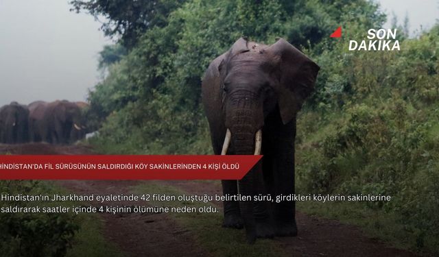Hindistan'da fil sürüsünün saldırdığı köy sakinlerinden 4 kişi öldü