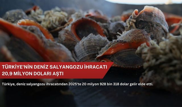 Türkiye'nin deniz salyangozu ihracatı 20,9 milyon doları aştı