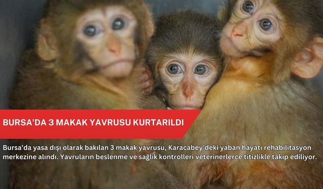 Bursa’da 3 makak yavrusu kurtarıldı
