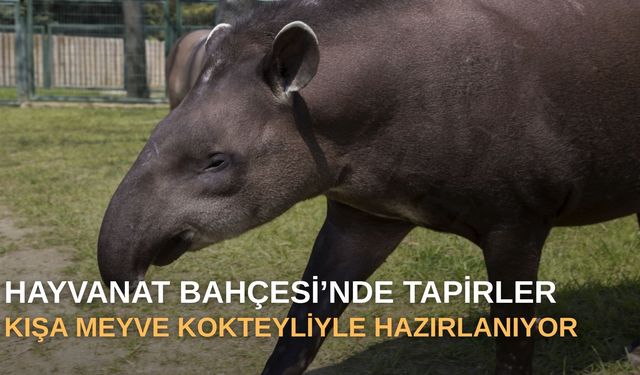 Hayvanat Bahçesi'nde tapirler kışa meyve kokteyliyle hazırlanıyor
