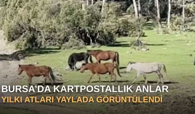 Bursa’da kartpostallık anlar: Yılkı atları yaylada görüntülendi