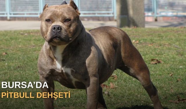 Bursa’da pitbull dehşeti