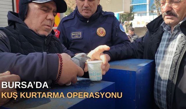 Bursa'da kuş kurtarma operasyonu