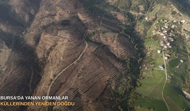 Bursa’da yanan ormanlar küllerinden yeniden doğdu