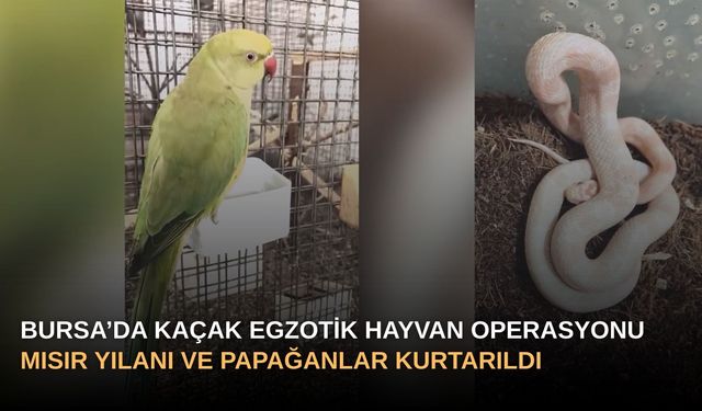 Bursa’da Kaçak Egzotik Hayvan Operasyonu: Mısır Yılanı ve Papağanlar Kurtarıldı!