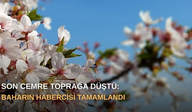 Son cemre toprağa düştü: Baharın habercisi tamamlandı