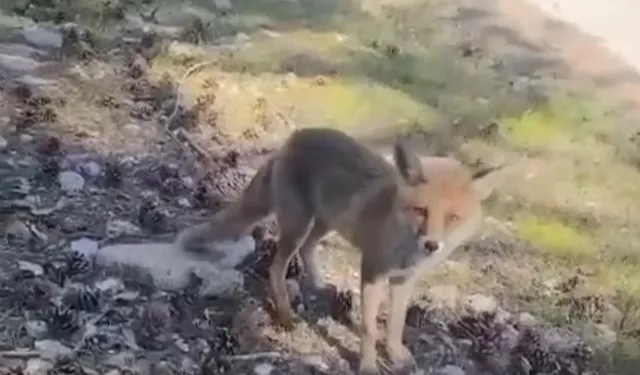 Bursa'da şaşırtan manzara: Herkes şaşkınlıkla izledi!