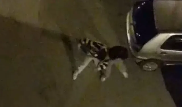 Bursa'da yürekleri ağza getiren sokak kavgası!