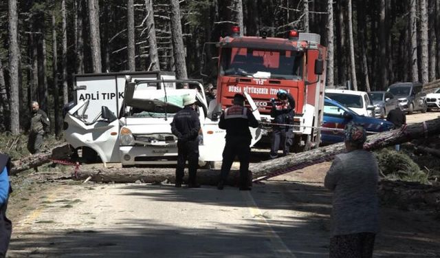 Bursa’da devrilen ağaç can aldı!