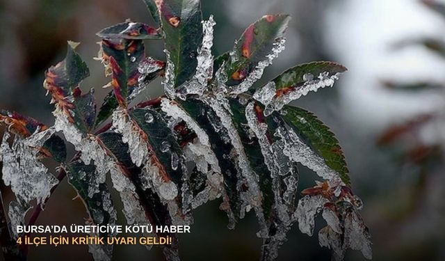 Bursa’da üreticiye kötü haber: 4 ilçe için kritik uyarı geldi!