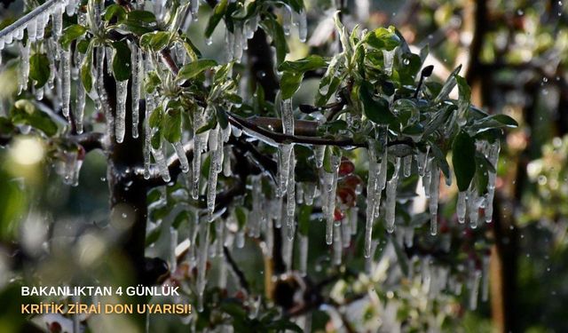 Bakanlıktan 4 günlük kritik zirai don uyarısı!