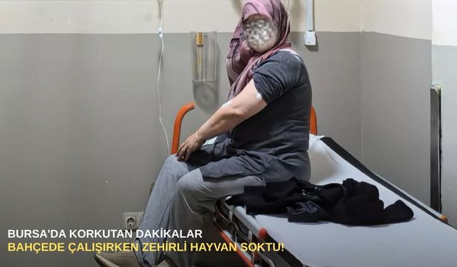 Bursa'da korkutan dakikalar: Bahçede çalışırken zehirli hayvan soktu!