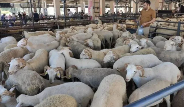 Bayramda o hatayı yapanın vay haline! Kurban cezalarında yeni dönem başladı