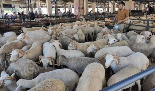 Bursa’da kurban kesim yerleri belli oldu! İşte ilçe ilçe tam liste (2026)