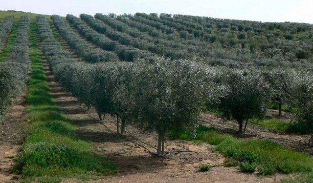 Bursa’nın dev satışında gözler o ilçede: 166 Milyonluk zeytinlik ve konut listesi yayınlandı!