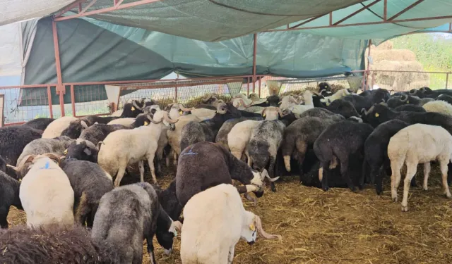Bursa kurban pazarında hareketlilik dikkat çekiyor: Fiyatlar şaşırtıyor!