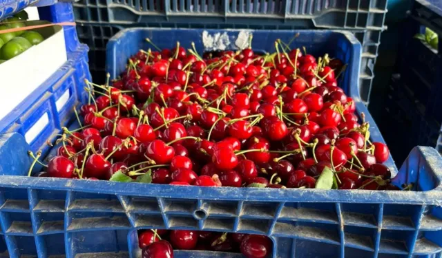 Bursa’da kiraz sezonu başladı! İşte yılın ilk hasadında belirlenen fiyat