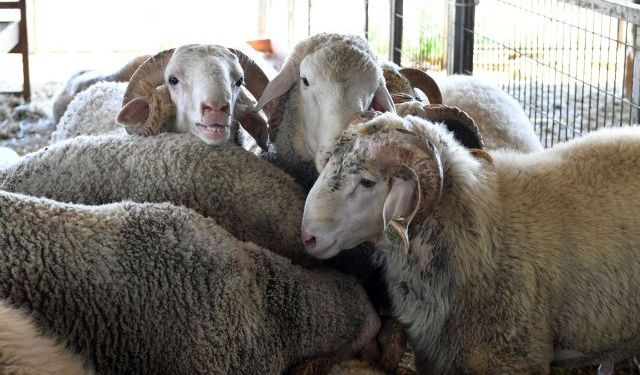 Bursa'da kurbanlık fiyatları cep yakıyor! İşte büyükbaş ve küçükbaşta son durum!