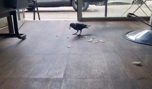 Bursa’da kuaförün kanatlı çırağı görenleri şaşkına çevirdi