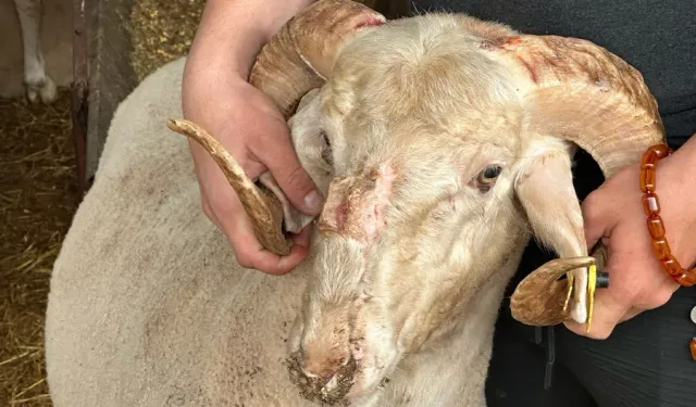 Bursa kurban sezonuna damga vuran görüntü: 3 boynuzlu koçun hikayesi merak uyandırıyor!