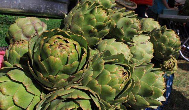 Bursa’nın meşhur lezzetinde hasat başladı: İşte 50 TL'den satılan o ürünün gerçek hali!