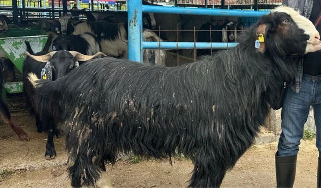 Bursa kurban pazarında görülmemiş manzara: 120 kiloluk dev keçiye rekor fiyat!