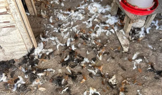 Bursa’da kümese giren sürpriz misafirler dehşet saçtı!