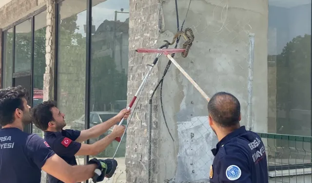 Bursa'da iş yerinde yılan paniği! İtfaiye ekipleri bile şaşkına döndü