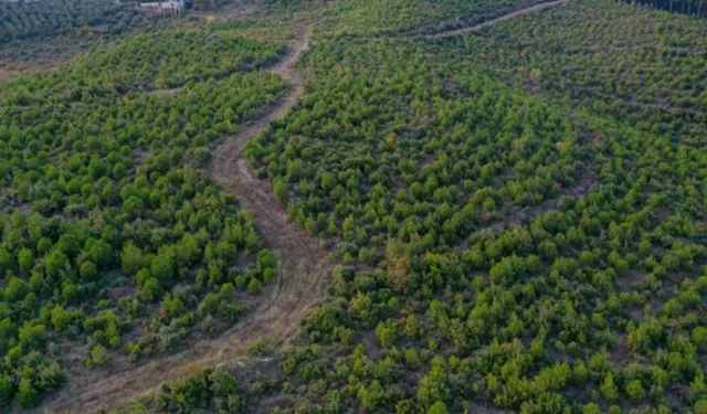 Bursa’da piknik yasağı başladı: Hangi mesire alanları açık? İşte ilçe ilçe tam liste...