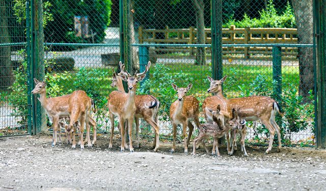 Bursa Hayvanat Bahçesi’nde 3 yavru alageyik heyecanı