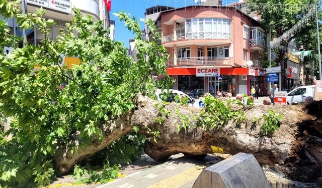 Bursa’da asırlık çınar ağacı yola devrildi